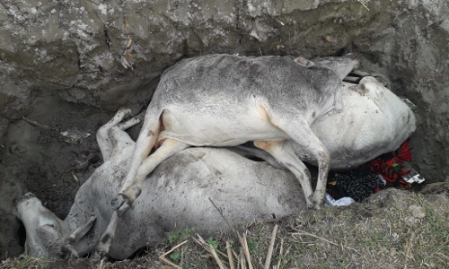 यूपी के गंगा खादर क्षेत्र में सैंकड़ों गाय के मरने से मचा हड़कंप यूपी के गंगा खादर क्षेत्र में सैंकड़ों गाय के मरने से मचा हड़कंप