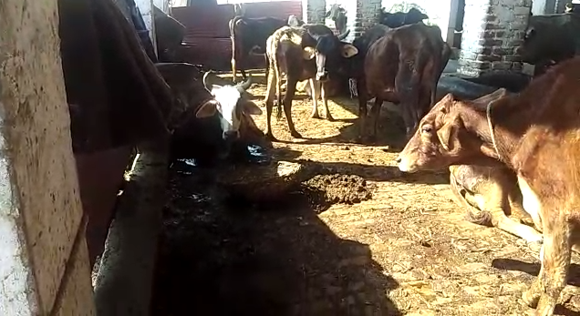 बिजनौर : गौशाला में असुरक्षित गौ माताएं बिजनौर : गौशाला में असुरक्षित गौ माताएं
