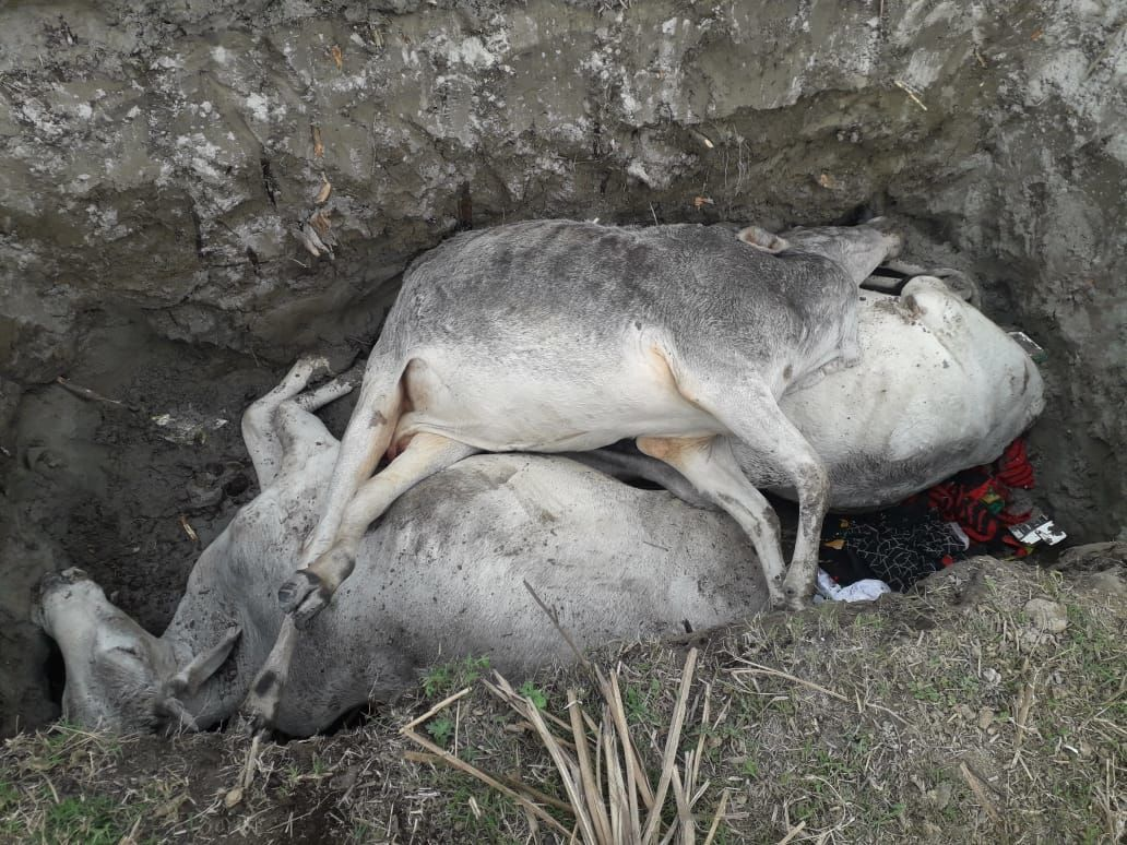 यूपी के गंगा खादर क्षेत्र में सैंकड़ों गाय के मरने से मचा हड़कंप यूपी के गंगा खादर क्षेत्र में सैंकड़ों गाय के मरने से मचा हड़कंप
