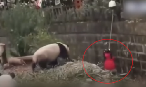 खूंखार जानवर के बाड़े में गिर गई लड़की, देखकर लोगों की रुक गईं सांसे, वायरल हुआ VIDEO