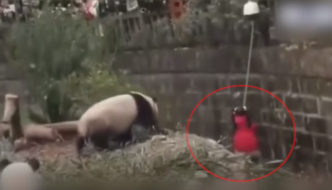 खूंखार जानवर के बाड़े में गिर गई लड़की, देखकर लोगों की रुक गईं सांसे, वायरल हुआ VIDEO