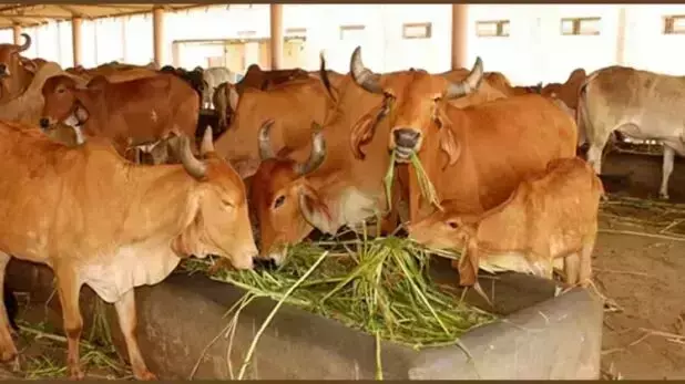 गौशाला या बेज़ुबानों का कैदखाना गौशाला या बेज़ुबानों का कैदखाना