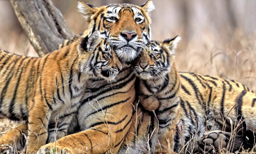 देखिये आप किस तरह ये शेरनी परिवार से प्यार करती है, देखिये और भी कई परिवारों की तस्वीरें