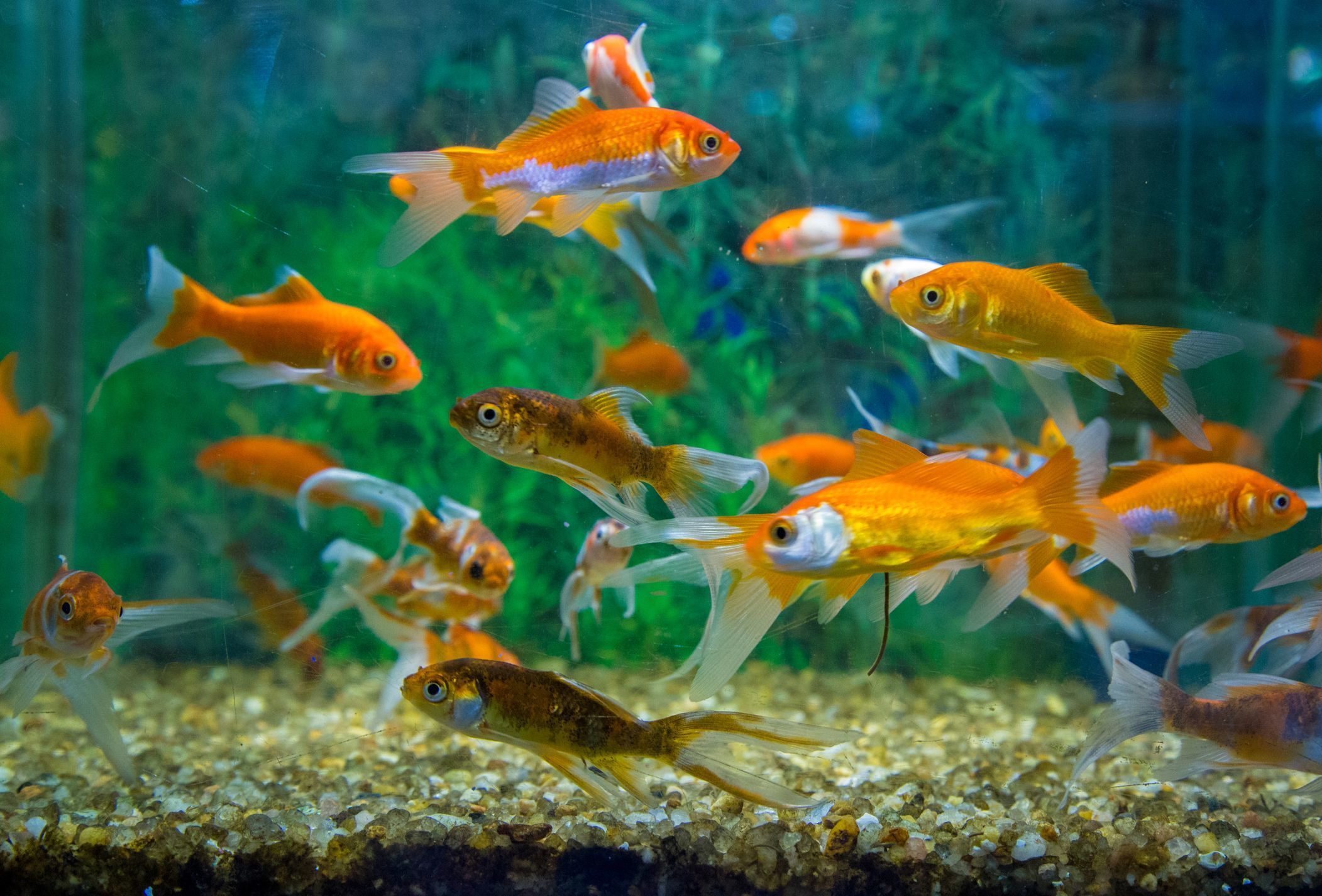 Fish Aquarium Vastu : जानें- किस दिशा में रखें फिश एक्वेरियम, तभी मिलेंगे ये फायदे
