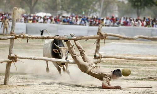 मतदाताओं को लुभाने के लिए गिरगिट की तरह बदलते चुनावी मुद्दों में अब शामिल हुये बेकाबू सांड!