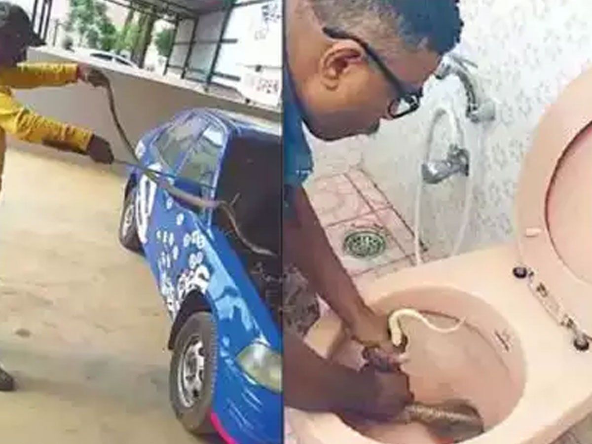 बेंगलुरु में टॉइलट कमोड में निकला सांप, और फिर क्या हुआ होगा हाल!