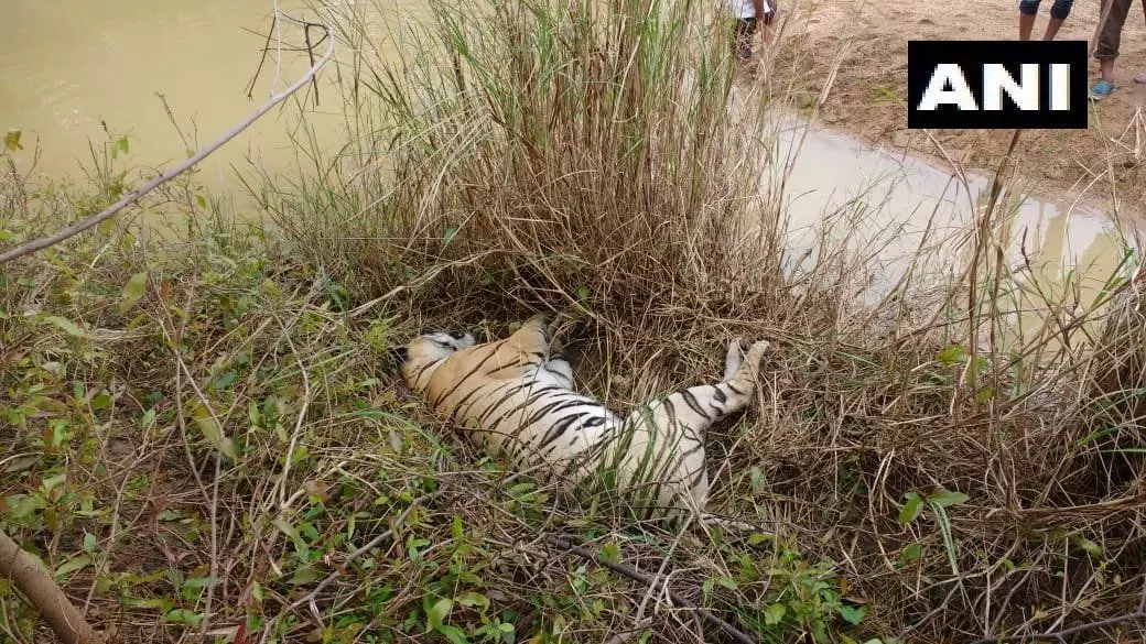 महाराष्ट्र में एक बाघिन और उसके दो शावकों की मौत