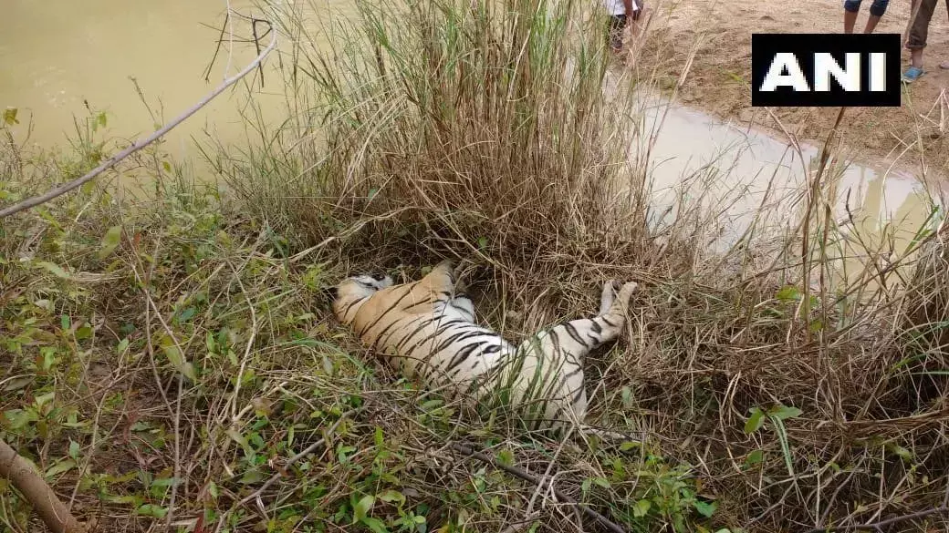 महाराष्ट्र में एक बाघिन और उसके दो शावकों की मौत