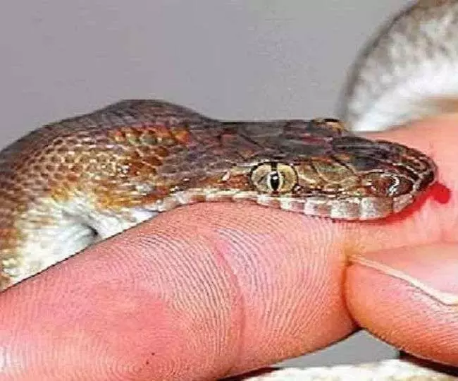 नागिन अपने नाग की मौत का बदला लेने के लिए एक शख्स को सात बार डसी, आखिर ये सब हुआ कैसे जानें नागिन अपने नाग की मौत का बदला लेने के लिए एक शख्स को सात बार डसी, आखिर ये सब हुआ कैसे जानें