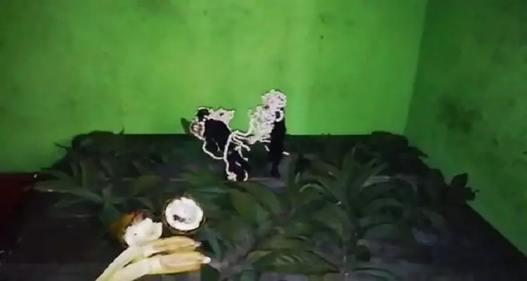 झारखंड में कैमरे में कैद हुआ भूत!