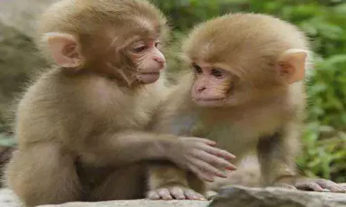 चकरघिन्नी: चिड़ी उड़, कबूतर उड़, अरे बन्दर उड़ गए...! चकरघिन्नी: चिड़ी उड़, कबूतर उड़, अरे बन्दर उड़ गए...!