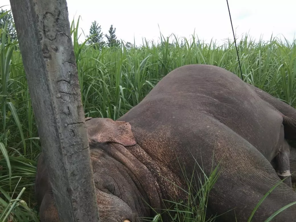 दुधवा नेशनल पार्क में बिजली के करेंट से हाथी की दर्दनाक मौत