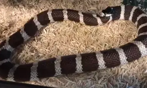 OMG...भूख से तड़प रहा सांप खुद को चबा गया, वीडियो हुआ वायरल OMG...भूख से तड़प रहा सांप खुद को चबा गया, वीडियो हुआ वायरल