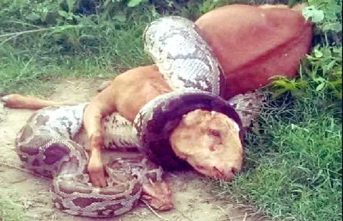 यूपी : अचानक बकरी को जिंदा निगल गया अजगर, और फिर... यूपी : अचानक बकरी को जिंदा निगल गया अजगर, और फिर...