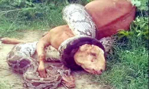 यूपी : अचानक बकरी को जिंदा निगल गया अजगर, और फिर... यूपी : अचानक बकरी को जिंदा निगल गया अजगर, और फिर...