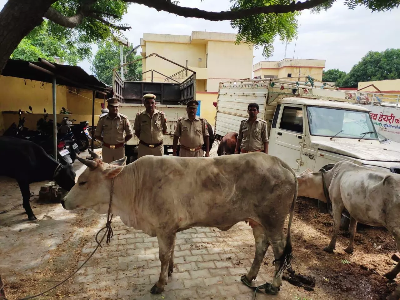 हाटा कोतवाली पुलिस ने तस्करों से मुक्त कराया पांच  गोवंश,पिकप बरामद