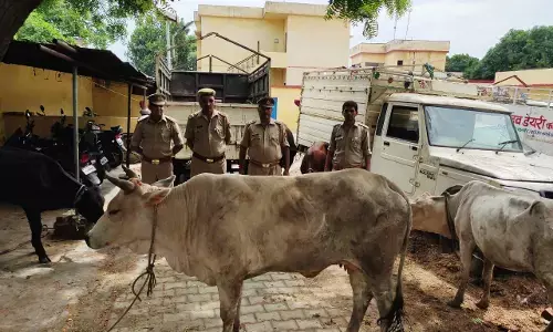 हाटा कोतवाली पुलिस ने तस्करों से मुक्त कराया पांच गोवंश,पिकप बरामद हाटा कोतवाली पुलिस ने तस्करों से मुक्त कराया पांच गोवंश,पिकप बरामद