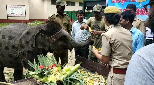 दुधवा टाइगर रिजर्व में 25 हाथियों ने  दावत का जमकर उठाया लुफ्त
