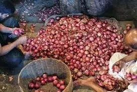 अभी और रुलायेगा प्याज, स्टॉक की सीमा पर विचार कर रही है सरकार अभी और रुलायेगा प्याज, स्टॉक की सीमा पर विचार कर रही है सरकार