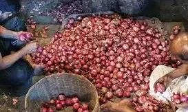 अभी और रुलायेगा प्याज, स्टॉक की सीमा पर विचार कर रही है सरकार अभी और रुलायेगा प्याज, स्टॉक की सीमा पर विचार कर रही है सरकार