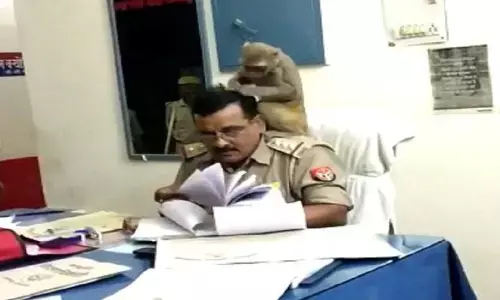 जब कोतवाल के सिर पर चढ़ बैठा बंदर और 20 मिनट तक ढूंढ़ता रहा जुएं जब कोतवाल के सिर पर चढ़ बैठा बंदर और 20 मिनट तक ढूंढ़ता रहा जुएं