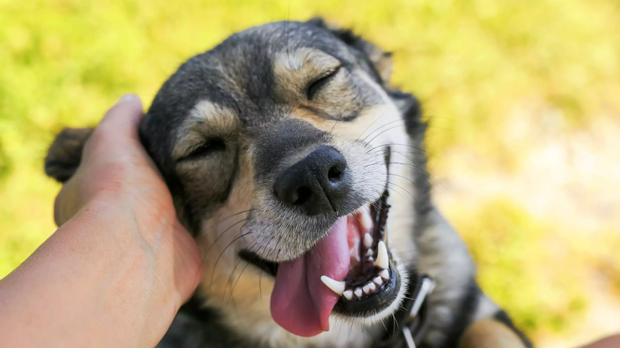 यूपी के एटा में डॉगी को रेप करके मार डाला, CCTV फुटेज से बड़ा खुलासा यूपी के एटा में डॉगी को रेप करके मार डाला, CCTV फुटेज से बड़ा खुलासा