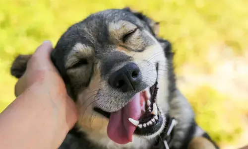 यूपी के एटा में डॉगी को रेप करके मार डाला, CCTV फुटेज से बड़ा खुलासा