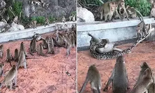 OMG...चीखते रहे बंदर और चबाता रहा अजगर, देखते-देखते ले ली जान, वीडियो वायरल OMG...चीखते रहे बंदर और चबाता रहा अजगर, देखते-देखते ले ली जान, वीडियो वायरल