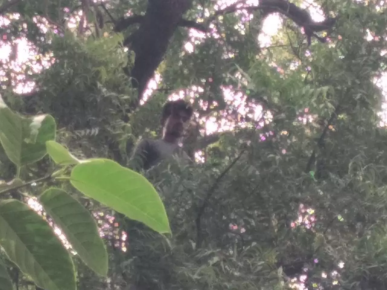 यूपी के सुल्तानपुर में युवक पेड़ पर आत्महत्या करने चढ़ा, मौके पर भारी भीड़ जमा पुलिस परेशान