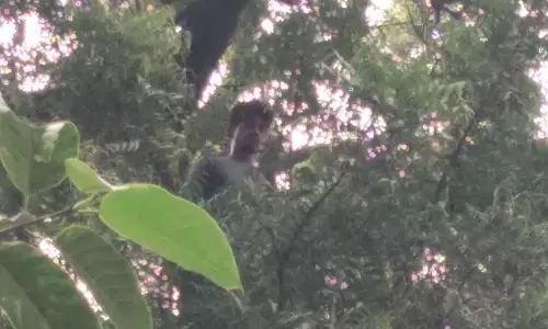 यूपी के सुल्तानपुर में युवक पेड़ पर आत्महत्या करने चढ़ा, मौके पर भारी भीड़ जमा पुलिस परेशान