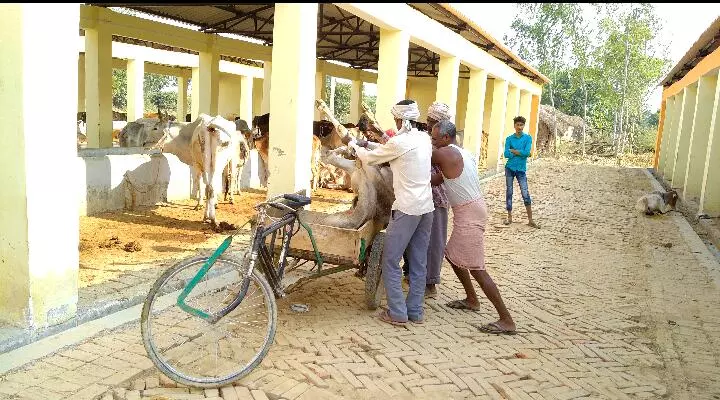 गोकशी से तो बची गाय, पर गोशालाओं में क्यों दम तोड़ रही हैं व्यवस्थाएँ ?