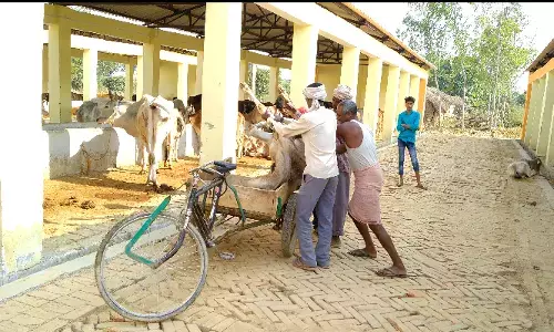 गोकशी से तो बची गाय, पर गोशालाओं में क्यों दम तोड़ रही हैं व्यवस्थाएँ ?