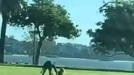 दिन में पार्क में शारीरिक संबंध बनाते पकड़ा गया कपल, CCTV में कैद दिन में पार्क में शारीरिक संबंध बनाते पकड़ा गया कपल, CCTV में कैद