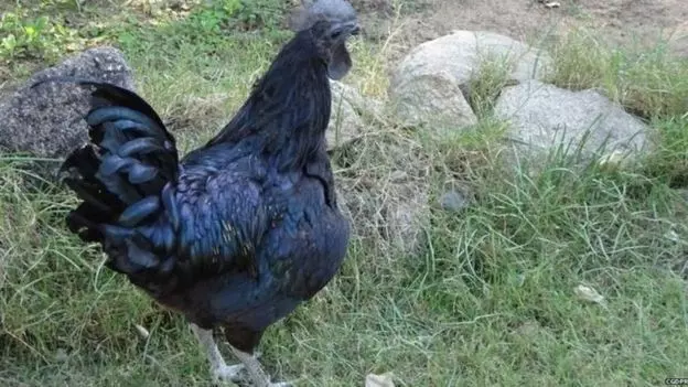 मुर्गे की हत्या में 7 के खिलाफ मुकदमा दर्ज