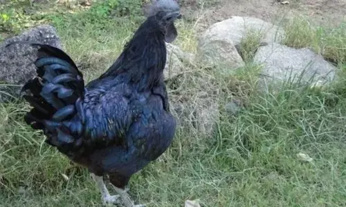 मुर्गे की हत्या में 7 के खिलाफ मुकदमा दर्ज