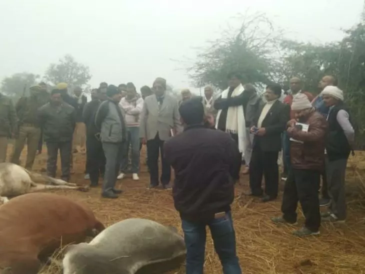 बांदा में चारा खा रही गायों पर टूटकर गिरी हाइटेंशन, 21 की मौत, डीएम ने एफआईआर के दिए निर्देश
