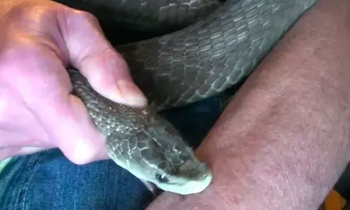 बहू ने प्रेम संबंधों में रोड़ा बनी सास को सांप से डसवाकर की हत्या,जब खुला राज तो उड़ गए सबके होश!