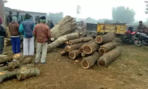 पीलीभीत : परमिट की आड़ में जंगल का सफाया पीलीभीत : परमिट की आड़ में जंगल का सफाया