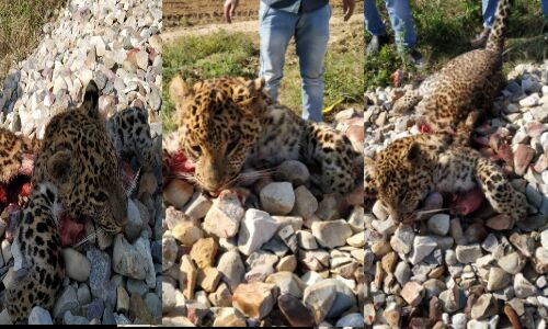 बिजनौर में गुलदार की ट्रेन चपेट में आने से मौत बिजनौर में गुलदार की ट्रेन चपेट में आने से मौत