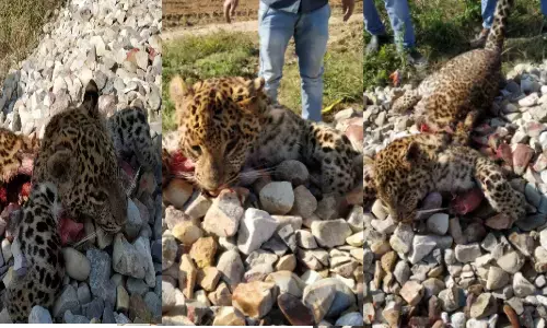 बिजनौर में गुलदार की ट्रेन चपेट में आने से मौत