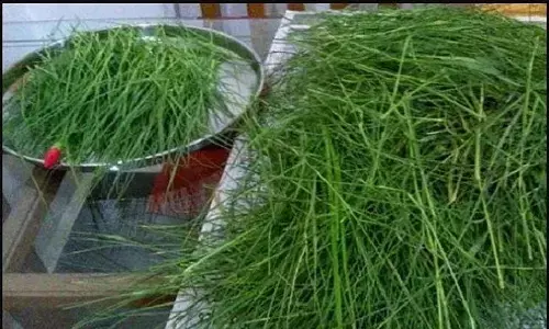 दूब (घास) का धार्मिक महत्व के साथ मुंह के छाले और खूबसूरती के लिए भी हैं फायदेमंद दूब (घास) का धार्मिक महत्व के साथ मुंह के छाले और खूबसूरती के लिए भी हैं फायदेमंद