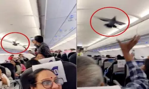 कबूतर ने रोक दी एयर इंडिया की फ्लाइट, यात्रियों में हड़कंप!