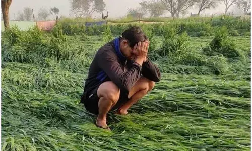 उत्तर प्रदेश में बेमौसम बारिश से किसान बेहाल, ये फसलें हुईं बर्बाद