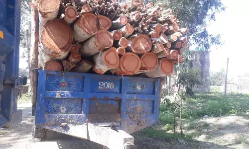 सहारनपुर में ग्राम प्रधान ने बेचे लाखों के पेड़ कौड़ियों के भाव, स्कूल प्रांगण के पेड़ों को बताया आर्य समाज के पेड़ सहारनपुर में ग्राम प्रधान ने बेचे लाखों के पेड़ कौड़ियों के भाव, स्कूल प्रांगण के पेड़ों को बताया आर्य समाज के पेड़