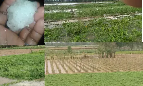 यूपी का किसान ओलावृष्टी कोरोना से बरबाद, कैसे भरेगा अपना पेट यूपी का किसान ओलावृष्टी कोरोना से बरबाद, कैसे भरेगा अपना पेट