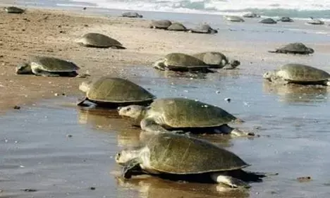 लॉकडाउन: ऐसा क्या हुआ कि ओडिशा के समुद्र तट पर अंडे देने आए 8 लाख कछुए