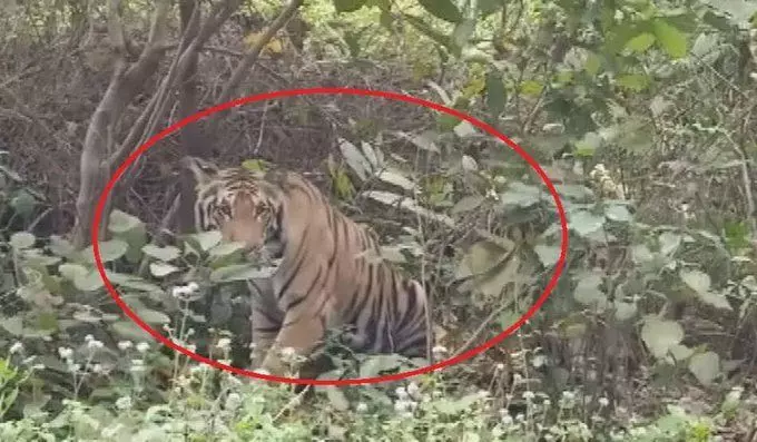 यूपी में लॉकडाउन के बीच सड़कों पर घूम रही बाघिन, दहशत में दो दर्जन गांव