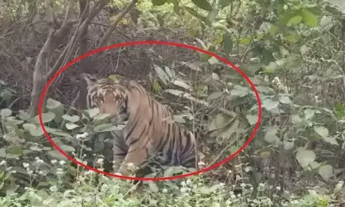 यूपी में लॉकडाउन के बीच सड़कों पर घूम रही बाघिन, दहशत में दो दर्जन गांव
