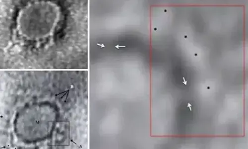 भारतीय वैज्ञानिकों ने जारी की कोरोना वायरस की पहली तस्वीर!