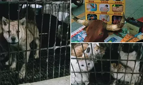 चीन के बाजारों में फिर कुत्ते, बिल्ली, चमगादड़ और खरगोश का मांस बिकना शुरू, संक्रमण के लिए इटली को बताया दोषी चीन के बाजारों में फिर कुत्ते, बिल्ली, चमगादड़ और खरगोश का मांस बिकना शुरू, संक्रमण के लिए इटली को बताया दोषी